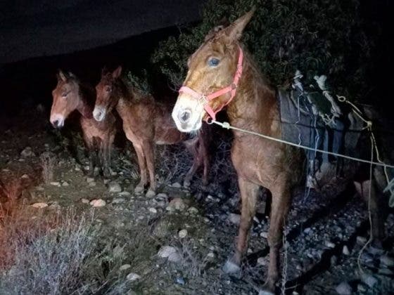 Usan a burros para transportar 400 kilos de marihuana; los descubren