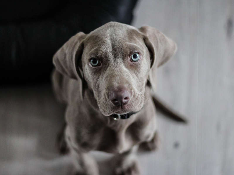 Mujer encierra a perrito hasta morir de hambre; este será su castigo