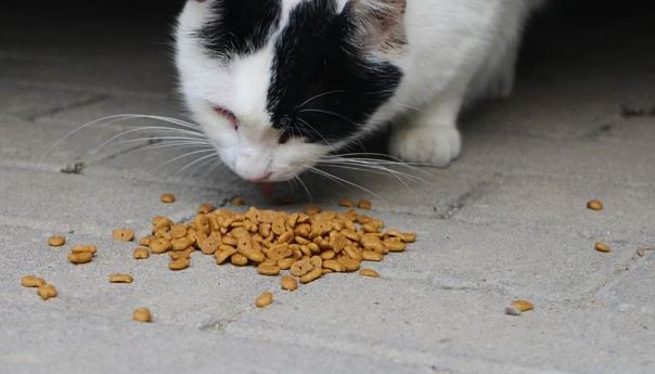 Whiskas y otras marcas de comida para gato, caros y sin carne