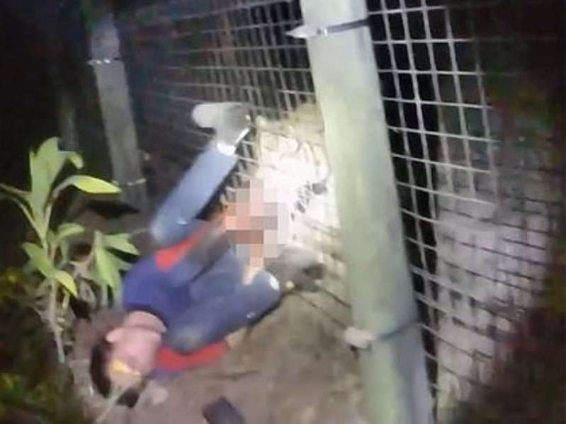 Video: Tigre muerde a trabajador en zoológico de EE.UU.; lo sacrifican a tiros