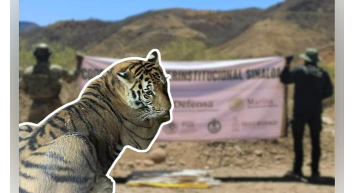 Aseguran en Sinaloa de Leyva a dos tigres de Bengala, explosivos y vehículos robados