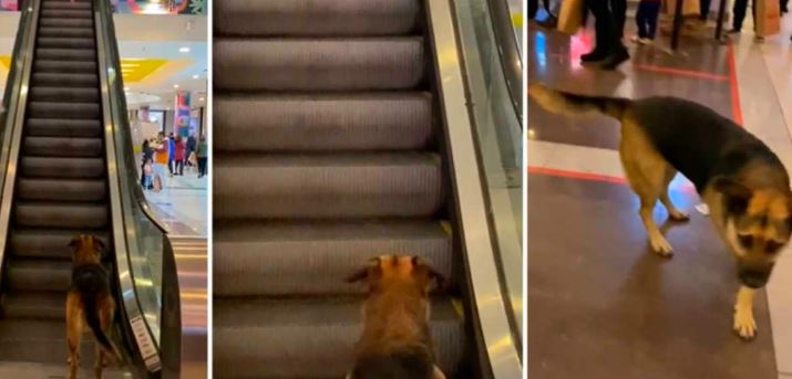 Perrito causa gracia al jugar en escaleras eléctricas de un centro comercial