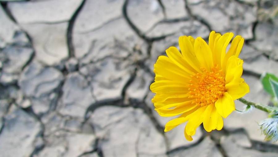 Cómo cultivar la resiliencia y salir más fuerte de las situaciones duras