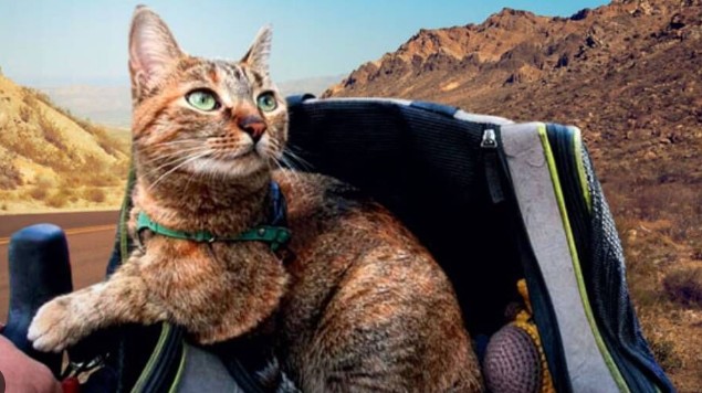 Gata aventurera acompaña a su dueña en excursiones