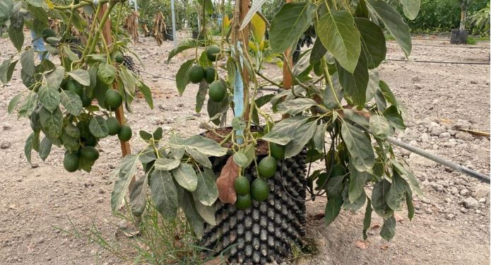 México innova en cultivo de aguacate en macetas