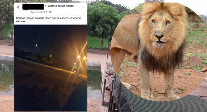 Circula en redes supuesta fuga de un león de Animaya ¡Es falso!