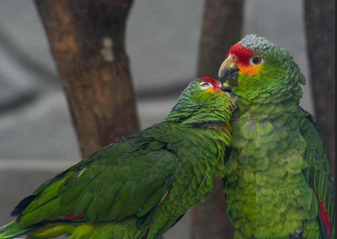 Sinaloa: Reportan tráfico ilegal de pericos en calles de Culiacán