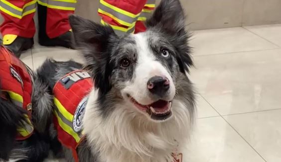 Reconocen a Balam, 3 perros y 15 rescatistas de Cruz Roja que fueron a Turquía