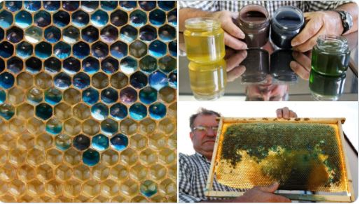 Abejas producían miel azul porque se alimentaban de chocolates M&Ms