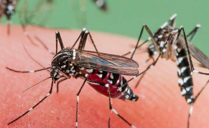 Científico yucateco advierte del alto costo que causan especies como los moscos