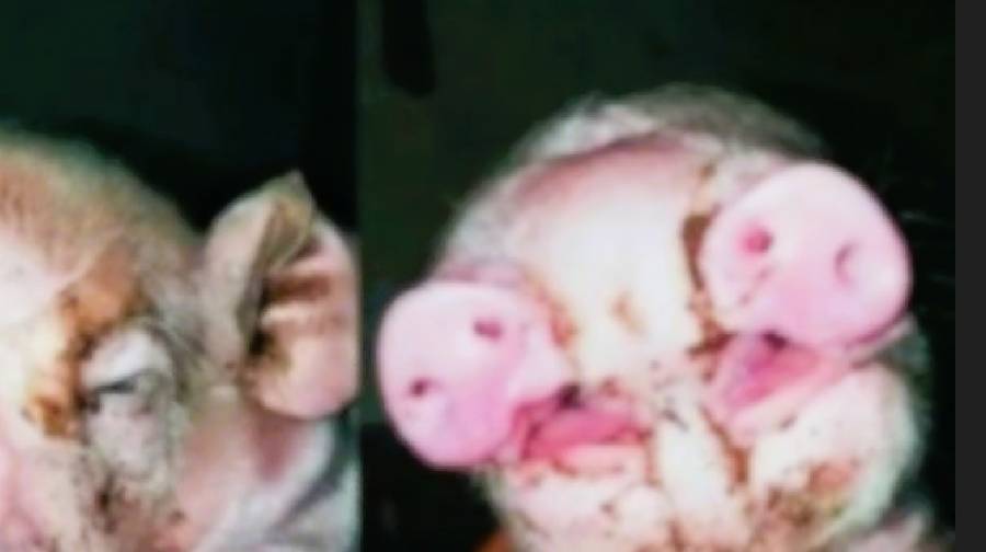 Cerdito con dos hocicos sorprende en Honduras