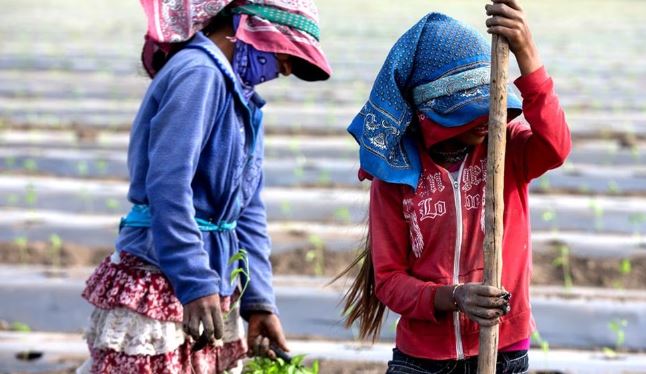 Sinaloa: Reclutan por la fuerza a 18 jornaleros; los secuestran y obligan a trabajar