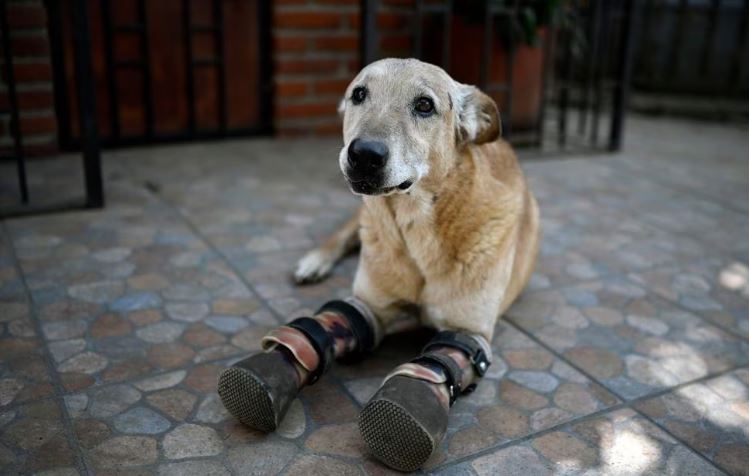 Perrito mutilado por Los Zetas se convertiría en la mascota favorita de América