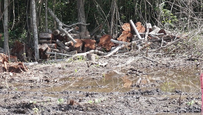 Conafor: Yucatán con un promedio de 22,000 has de selva deforestadas al año