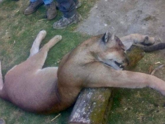 Matan por "diversión" a puma adulto en zona de tala ilegal en Edomex