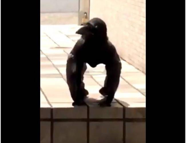 ¿Cuervo gorila? Se viraliza el video del extraño animal