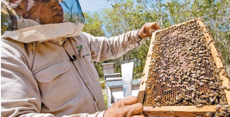 Campeche: Reportan grave daño a los apiarios