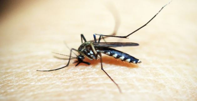 Sinaloa: Muere por dengue con signos de alarma