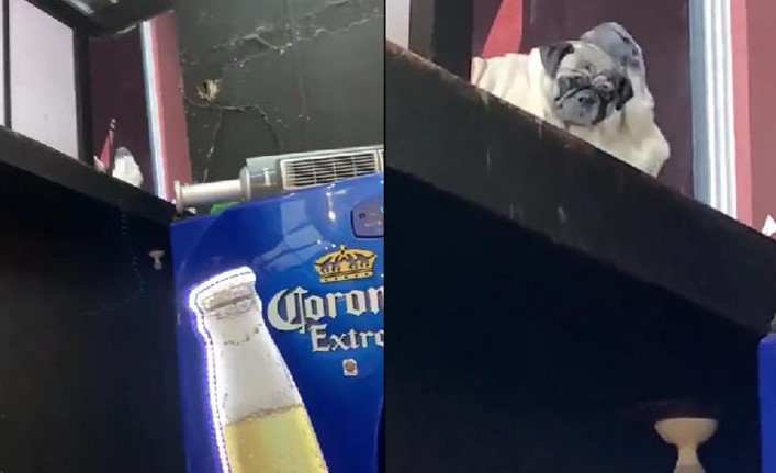 (VÍDEO) Dos perritos sorprendieron a los asistentes de un bar por su peculiar baile