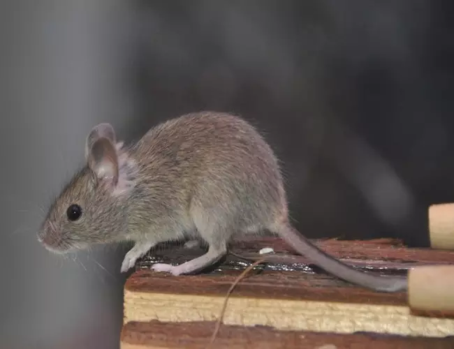 (Vídeo) Ratón cae del techo y causa pánico en la Casa Blanca