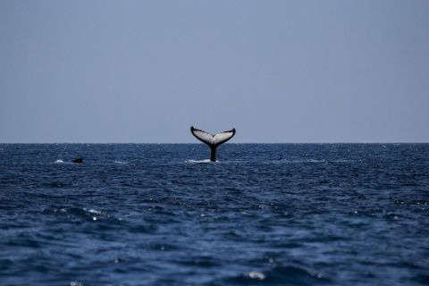 (VIDEO) Captan a orca persiguiendo a turistas que viajaban en un yate en Sinaloa