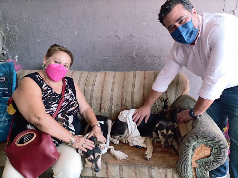 Pareja de "perritos sagrados" de Kukulkán ya tiene hogar digno en Mérida