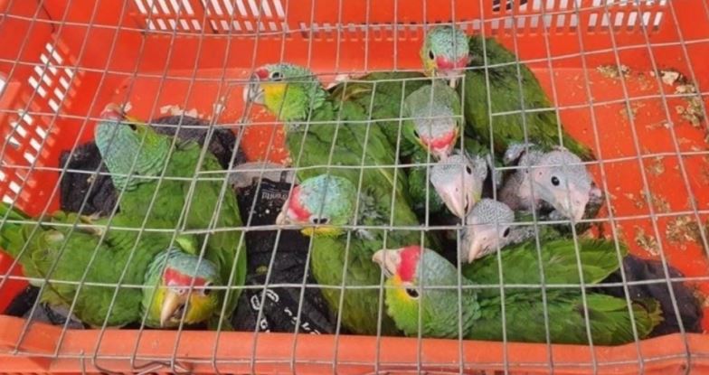 Rescatan 10 loros cabeza roja hacinados en una caja