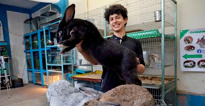 Estudiante mexicano cría los conejos más grandes del mundo en Puebla