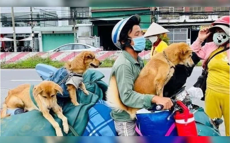 Vietnam: Pareja contrae Covid y autoridades matan a sus 12 perros para evitar contagios