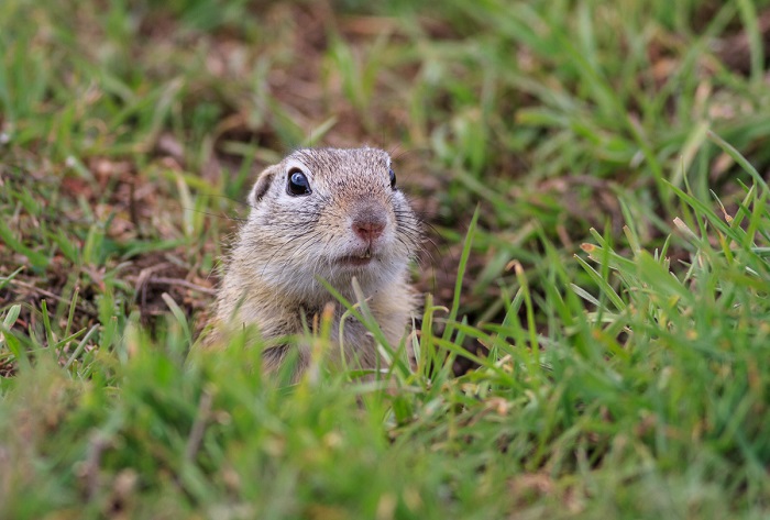 Reportan brote de peste negra en Mongolia por comer marmota