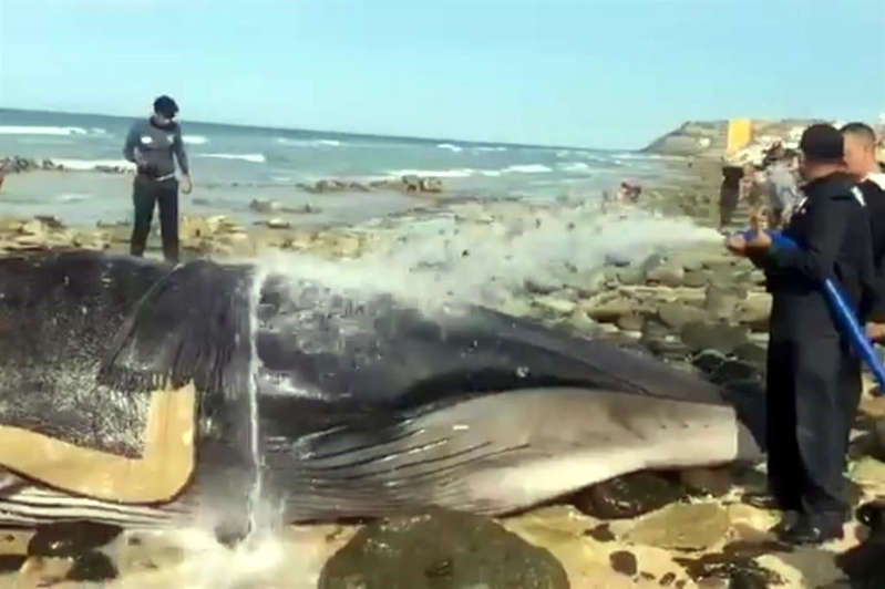 Rescatan a ballena, regresa al mar y luego aparece muerta