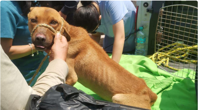Rescatan a 3 perros maltratados en Toluca; presentaban desnutrición