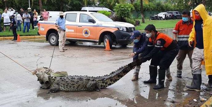 Cocodrilo de más de 2 metros de largo se pasea en calles de Acapulco