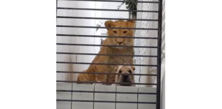 Abandonaron a un león y a un perro en una residencia de Atizapán