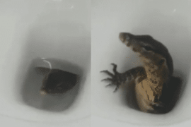 (VÍDEO) Turista se llevó tremendo susto tras encontrar un lagarto en el baño de su hotel