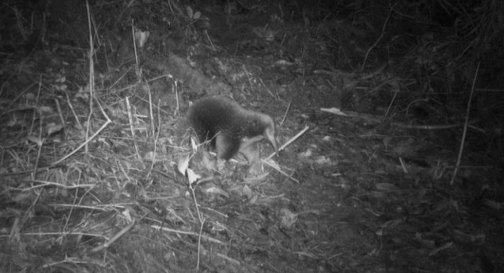 (VÍDEO) Científicos hallan a animal que se creía extinto