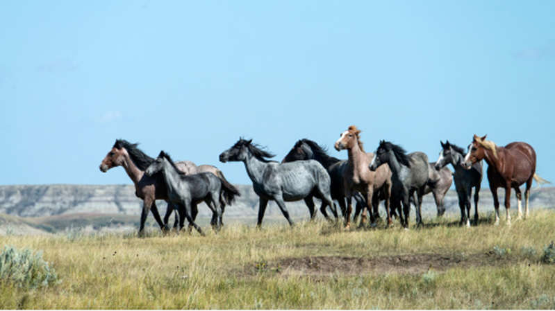 Australia sacrificará a 10 mil caballos salvajes por amenazar especies endémicas