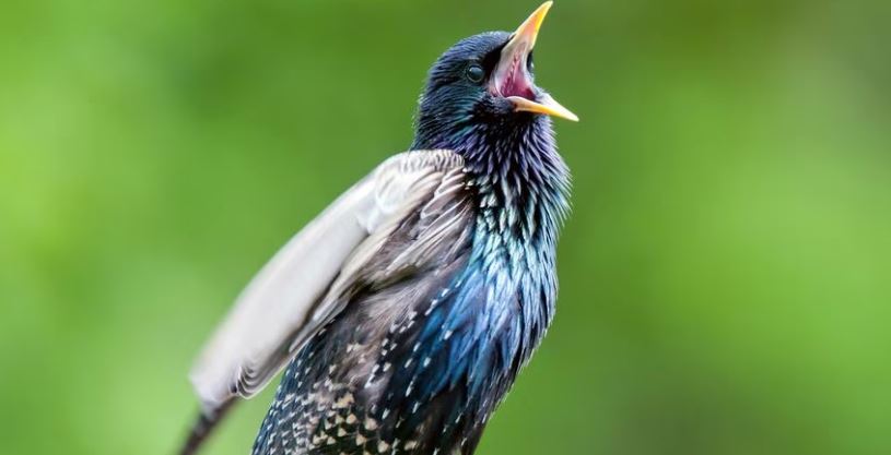 La sorprendente historia de un pájaro que interpretaba la música de Mozart