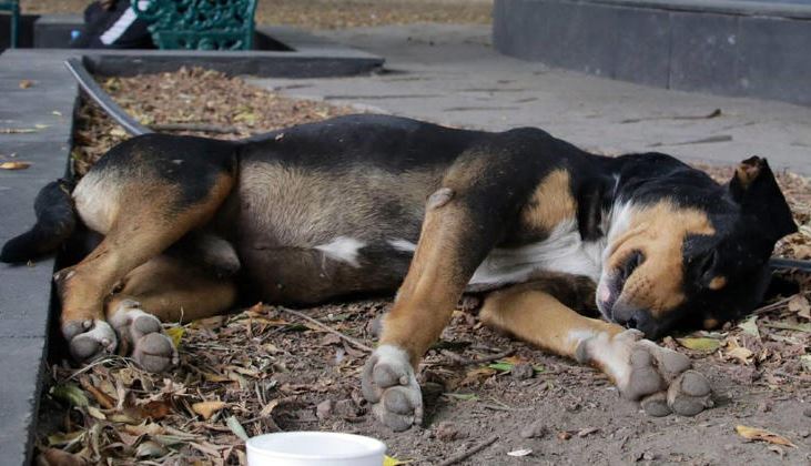 Naucalpan: Agreden a perrito que buscaba refugiarse de la lluvia en una plaza