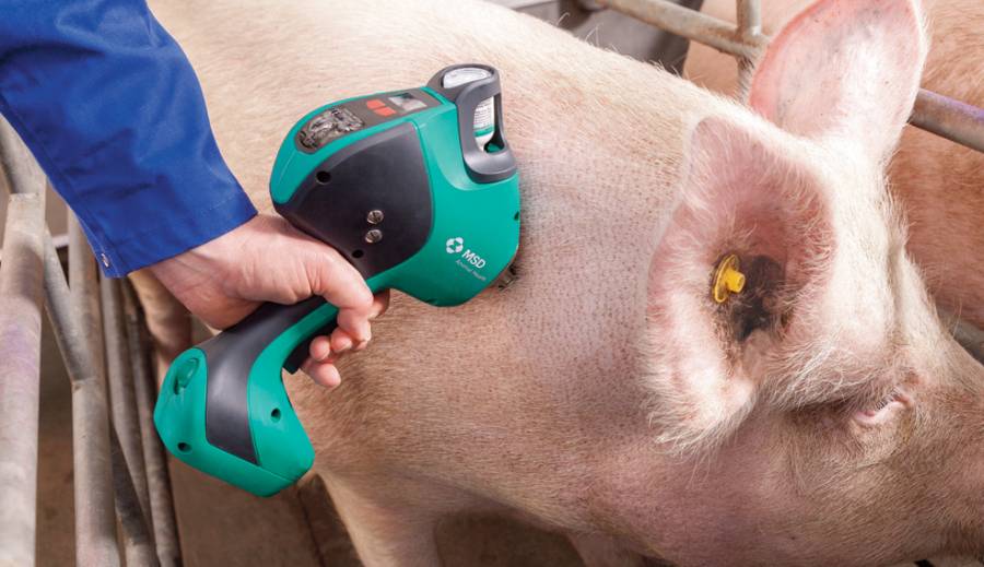 Presenta MSD Salud Animal tecnología para prevenir enfermedades en cerdos