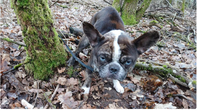 Atado y abandonado: rescate de un bulldog francés indigna en redes