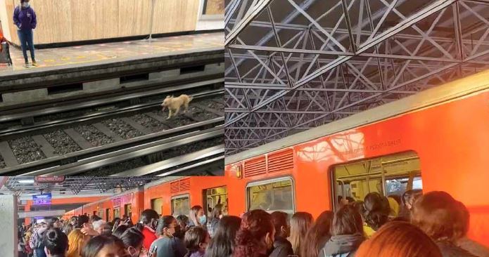 CDMX: Perrito descontrola el Metro y empleados ordenaron matarlo