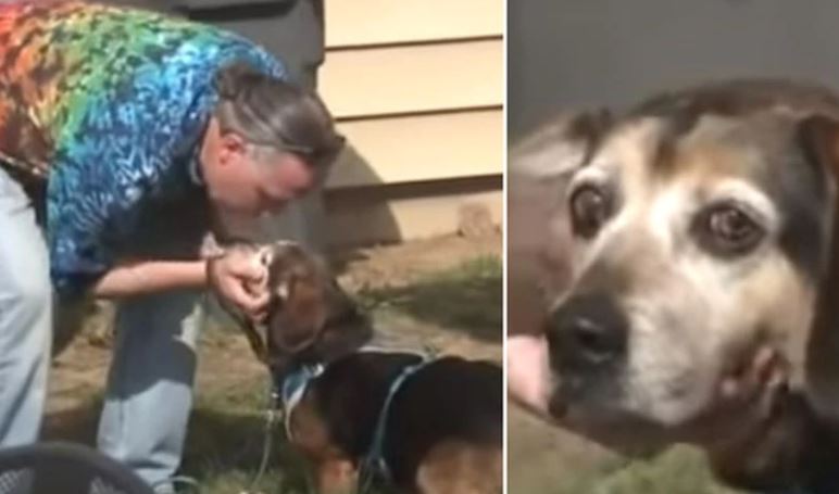 Tras 2 años de estar perdido, perro se reencuentra con su dueño ¡Vaya reacción!