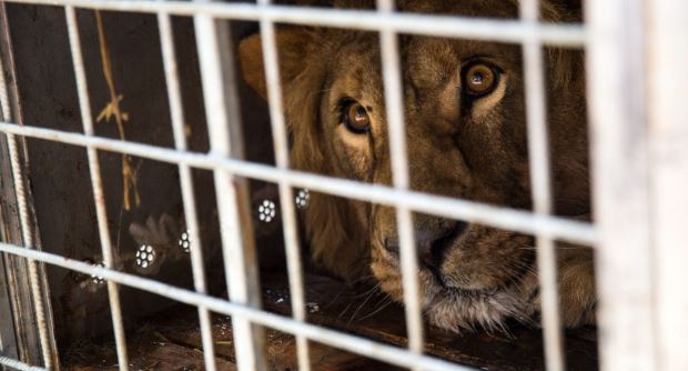 Desarticulan en México banda internacional que traficaba con animales