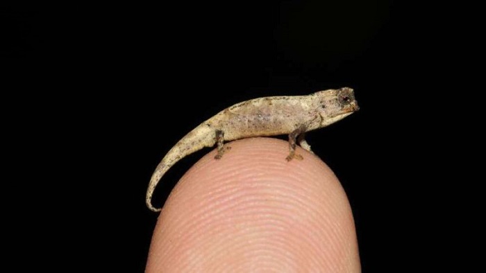 Científicos descubren el camaleón más pequeño del mundo