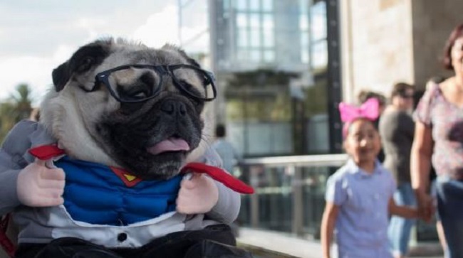 El robo de perros crece 126% en CDMX ¡Ya es buen negocio para algunos!