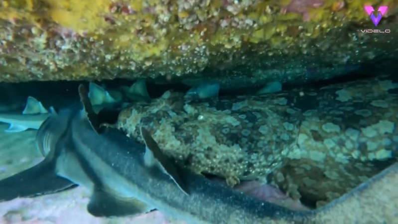 Mujer se topa por accidente con aterrador cardumen de tiburones