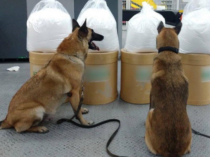 Guardia Nacional asegura 100 kilos de alucinógenos en una paquetería