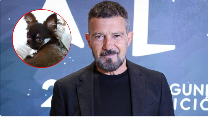 (VÍDEO) Antonio Banderas presume cómo "canta" su perrito chihuahua Gypsy