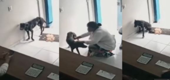 (Vídeo) Perro callejero muestra su “pata herida” en veterinaria para que lo curen